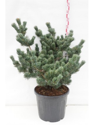 Pušis Smulkiažiedė (Lot Pinus Parviflora) 'Aui' C55 80-100CM-PUŠYS-SPYGLIUOČIAI
