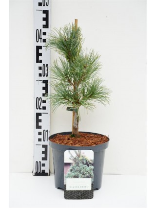 Pušis Smulkiažiedė (Lot Pinus Parviflora) 'Blauer Engel' C2 25-30CM-PUŠYS-SPYGLIUOČIAI