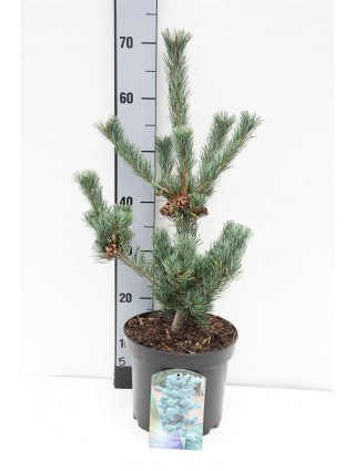 Pušis Smulkiažiedė (Lot Pinus Parviflora) 'Glauca' C5 40-50CM-PUŠYS-SPYGLIUOČIAI
