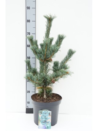 Pušis Smulkiažiedė (Lot Pinus Parviflora) 'Glauca' C7.