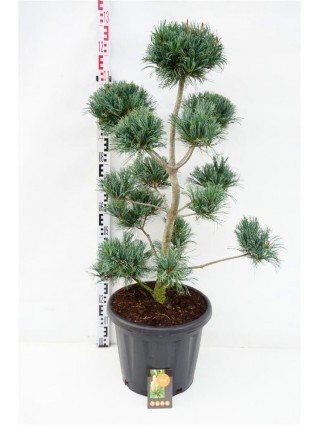 Bonsas Pušis Smulkiažiedė (Lot Pinus Parviflora) 'Glauca' C25 80-100CM-BONSAI-SPYGLIUOČIAI