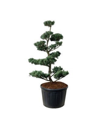 Bonsas Pušis Smulkiažiedė (Lot Pinus Parviflora) 'Glauca' C180 175-200CM-BONSAI-SPYGLIUOČIAI
