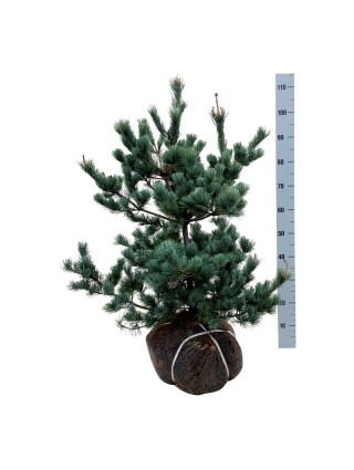 Pušis Smulkiažiedė (Lot Pinus Parviflora) 'Negishi' 60-80CM-PUŠYS-SPYGLIUOČIAI