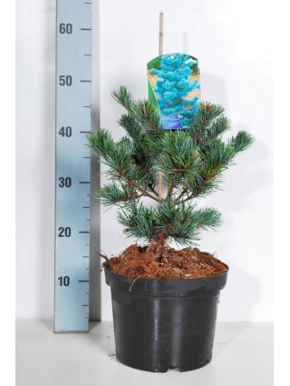 Pušis Smulkiažiedė (Lot Pinus Parviflora) 'Negishi' C5 30-40CM-PUŠYS-SPYGLIUOČIAI