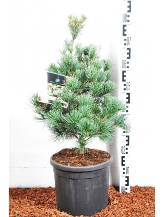 Pušis Smulkiažiedė (Lot Pinus Parviflora) 'Negishi' C10 40-50CM-PUŠYS-SPYGLIUOČIAI
