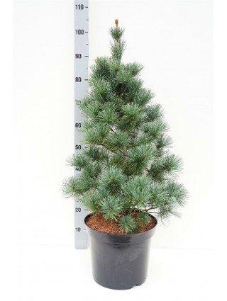 Pušis Smulkiažiedė (Lot Pinus Parviflora) 'Negishi' C12 70-80CM-PUŠYS-SPYGLIUOČIAI