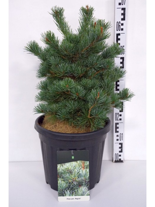 Pušis Smulkiažiedė (Lot Pinus Parviflora) 'Negishi' C15 50-60CM-PUŠYS-SPYGLIUOČIAI