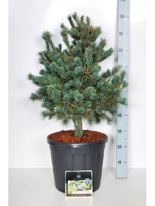 Pušis Smulkiažiedė (Lot Pinus Parviflora) 'Negishi' C20 60-70CM-PUŠYS-SPYGLIUOČIAI