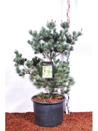 Pušis Smulkiažiedė (Lot Pinus Parviflora) 'Negishi' C30 80-100CM-PUŠYS-SPYGLIUOČIAI