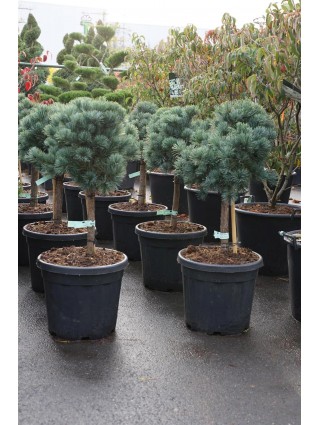 Pušis Smulkiažiedė (Lot Pinus Parviflora) 'Negishi' C30 KOTAS 40CM-ANT KOTO-PUŠYS
