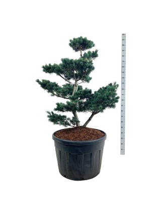 Bonsas Pušis Smulkiažiedė (Lot Pinus Parviflora) 'Negishi' C180 100-125CM-BONSAI-SPYGLIUOČIAI