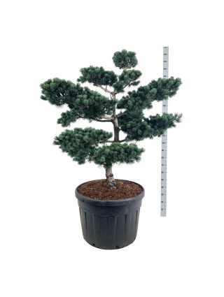 Bonsas Pušis Smulkiažiedė (Lot Pinus Parviflora) 'Negishi' C180 125-150CM-BONSAI-SPYGLIUOČIAI