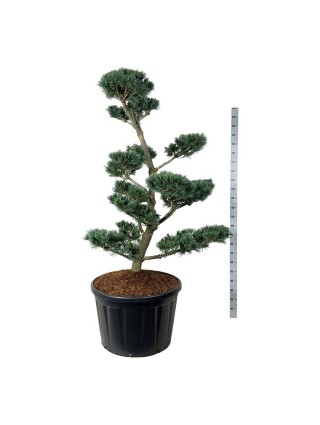 Bonsas Pušis Smulkiažiedė (Lot Pinus Parviflora) 'Negishi' C230 175-200CM-BONSAI-SPYGLIUOČIAI
