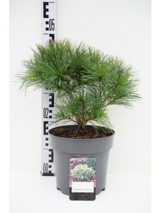 Pušis Veimutinė (Lot Pinus Strobus) 'Bergman's Mini' C5 25-30CM-PUŠYS-SPYGLIUOČIAI