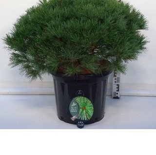 Pušis Veimutinė (Lot Pinus Strobus) 'Bergman's Mini' C25 60-70CM-PUŠYS-SPYGLIUOČIAI