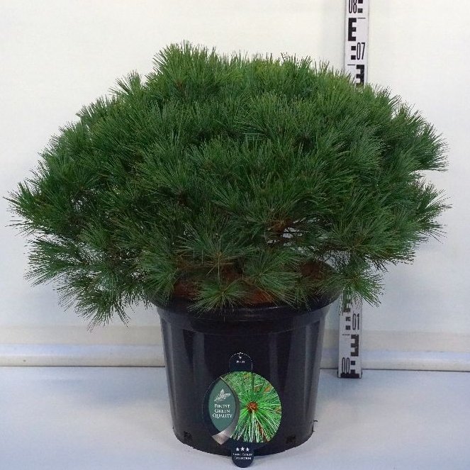 Pušis Veimutinė (Lot Pinus Strobus) 'Bergman's Mini' C25 60-70CM-PUŠYS-SPYGLIUOČIAI