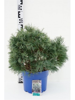 Pušis Himalajinė (Lot Pinus Wallichiana) 'Green Curls' C5 30-40CM-PUŠYS-SPYGLIUOČIAI