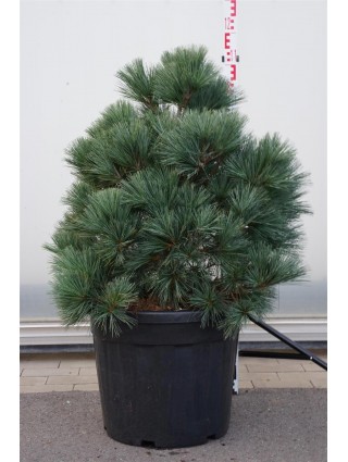 Pušis Himalajinė (Lot Pinus Wallichiana) 'Macopin C55 80-100CM-PUŠYS-SPYGLIUOČIAI
