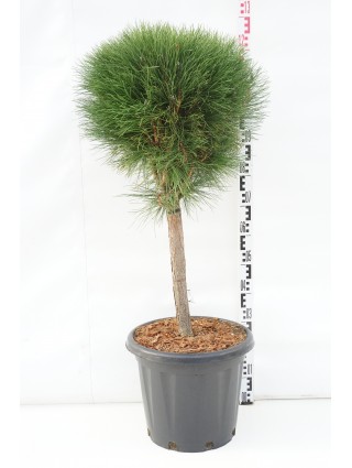Pušis (Lot Pinus) 'Summer Breeze'® C25 KOTAS 40CM-ANT KOTO-PUŠYS