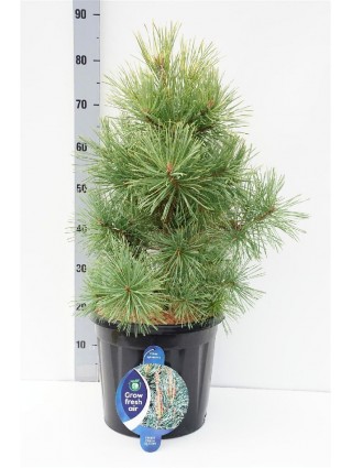 Pušis Paprastoji (Lot Pinus Sylvestris) 'Aurea' C13 50-60CM-PUŠYS-SPYGLIUOČIAI