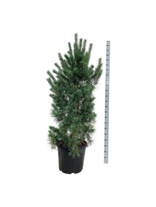 Pušis Paprastoji (Lot Pinus Sylvestris) 'Glauca' C55 150-175CM-PUŠYS-SPYGLIUOČIAI
