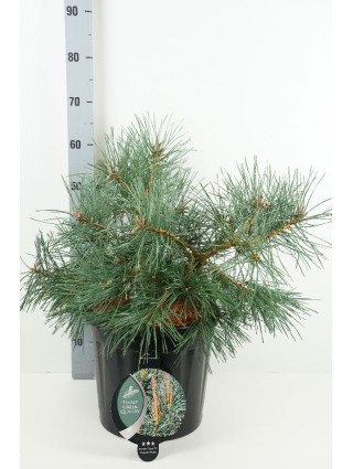 Pušis Paprastoji (Lot Pinus Sylvestris) 'Repens' C13 40-50CM-PUŠYS-SPYGLIUOČIAI