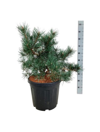 Pušis Paprastoji (Lot Pinus Sylvestris) 'Repens' C30 50-60CM-PUŠYS-SPYGLIUOČIAI