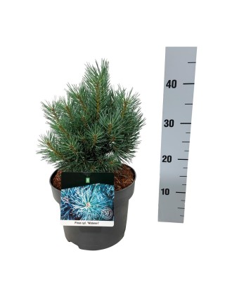 Pušis Paprastoji (Lot Pinus Sylvestris) 'Watereri' C5 20-25CM-PUŠYS-SPYGLIUOČIAI