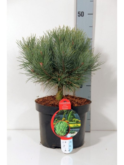 Pušis Paprastoji (Lot Pinus Sylvestris) 'Watereri' C5 30-40CM-PUŠYS-SPYGLIUOČIAI