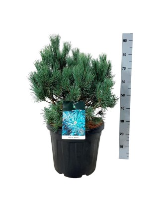 Pušis Paprastoji (Lot Pinus Sylvestris) 'Watereri' C15 40-50CM-PUŠYS-SPYGLIUOČIAI