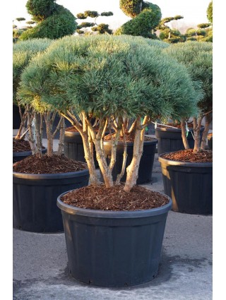 Pušis Paprastoji (Lot Pinus Sylvestris) 'Watereri' C230 100-125CM-BONSAI-SPYGLIUOČIAI