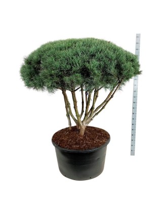 Pušis Paprastoji (Lot Pinus Sylvestris) 'Watereri' C285 125-150CM-BONSAI-SPYGLIUOČIAI