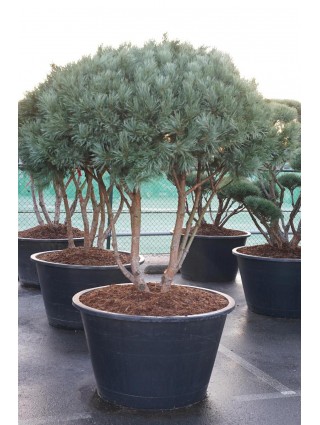 Pušis Paprastoji (Lot Pinus Sylvestris) 'Watereri' C500 150-175CM-BONSAI-SPYGLIUOČIAI