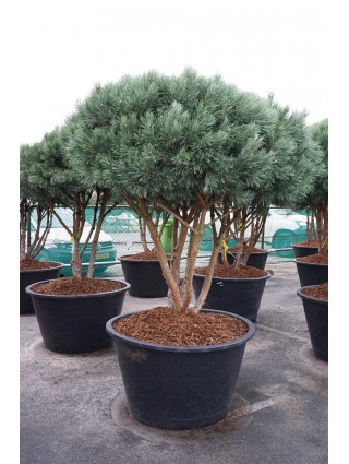 Pušis Paprastoji (Lot Pinus Sylvestris) 'Watereri' C500 175-200CM-BONSAI-SPYGLIUOČIAI