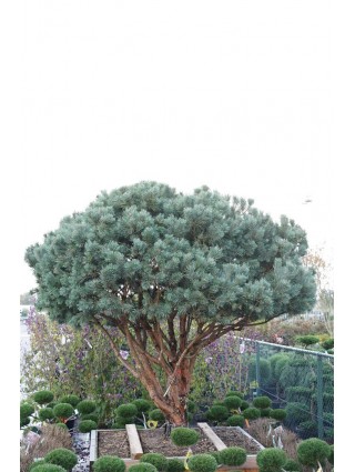 Pušis Paprastoji (Lot Pinus Sylvestris) 'Watereri' 200-250CM-BONSAI-SPYGLIUOČIAI