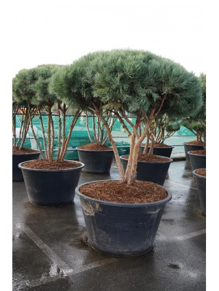 Pušis Paprastoji (Lot Pinus Sylvestris) 'Watereri' C500 200-225CM-BONSAI-SPYGLIUOČIAI