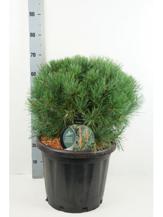 Pušis Paprastoji (Lot Pinus Sylvestris) 'Watereri' C25 40-50CM-PUŠYS-SPYGLIUOČIAI