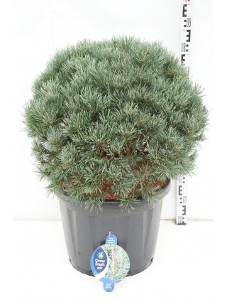 Pušis Paprastoji (Lot Pinus Sylvestris) 'Watereri' C50 60-80CM-PUŠYS-SPYGLIUOČIAI