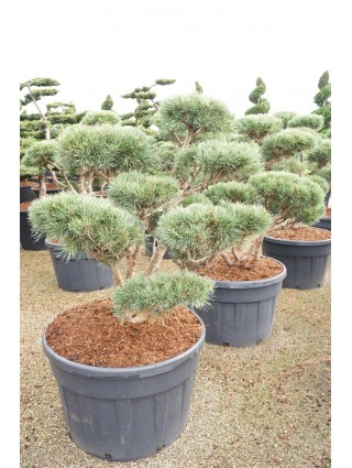 Bonsas Pušis Paprastoji (Lot Pinus Sylvestris) 'Watereri' C230 100-125CM-BONSAI-SPYGLIUOČIAI