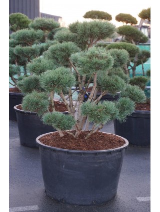 Bonsas Paprastoji (Lot Pinus Sylvestris) 'Watereri' C285 125-150CM-BONSAI-SPYGLIUOČIAI