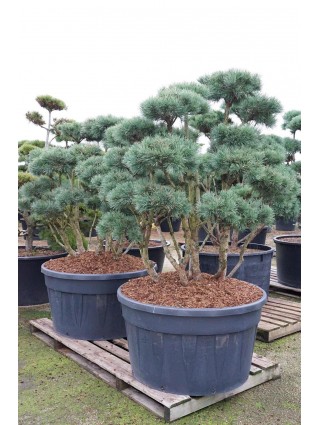Bonsas Paprastoji (Lot Pinus Sylvestris) 'Watereri' C500 125-150CM-BONSAI-SPYGLIUOČIAI