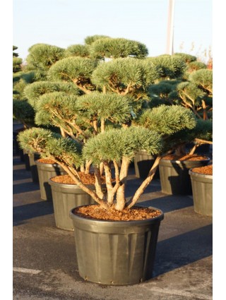 Bonsas Paprastoji (Lot Pinus Sylvestris) 'Watereri' C230 150-175CM-BONSAI-SPYGLIUOČIAI