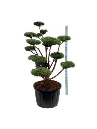 Bonsas Paprastoji (Lot Pinus Sylvestris) 'Watereri' C230 175-200CM-BONSAI-SPYGLIUOČIAI