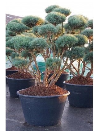 Bonsas Paprastoji (Lot Pinus Sylvestris) 'Watereri' C500 175-200CM-BONSAI-SPYGLIUOČIAI