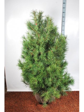 Pušis Paprastoji (Lot Pinus sylvestris) 125-150CM-PUŠYS-SPYGLIUOČIAI