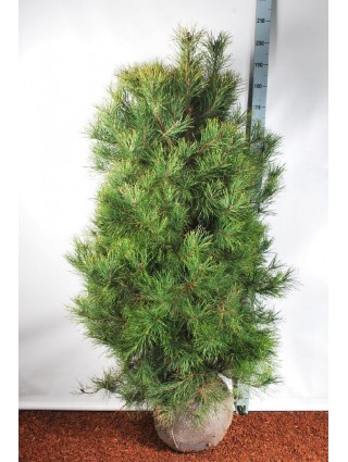 Pušis Paprastoji (Lot Pinus sylvestris) 150-175CM EXTRA-PUŠYS-SPYGLIUOČIAI