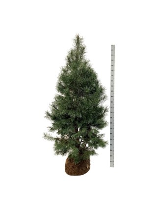 Pušis Paprastoji (Lot Pinus sylvestris) 175-200CM EXTRA-PUŠYS-SPYGLIUOČIAI