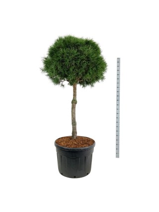 Pušis Paprastoji (Lot Pinus sylvestris) C180 KOTAS 100CM-ANT KOTO-PUŠYS