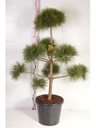 Pušis Paprastoji (Lot Pinus sylvestris) C25 80-100CM-BONSAI-SPYGLIUOČIAI