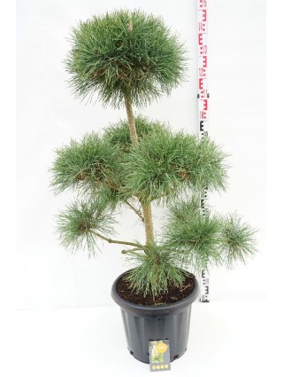 Pušis Paprastoji (Lot Pinus sylvestris) C25 100-125CM-BONSAI-SPYGLIUOČIAI
